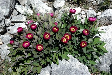 Rostly tu krásné trsy pivoněk - PAEONIA KESROUANENSIS .